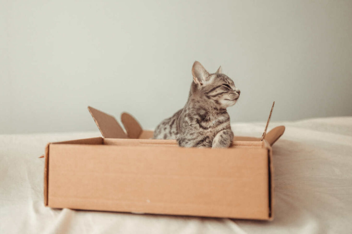 Schrodinger's cat